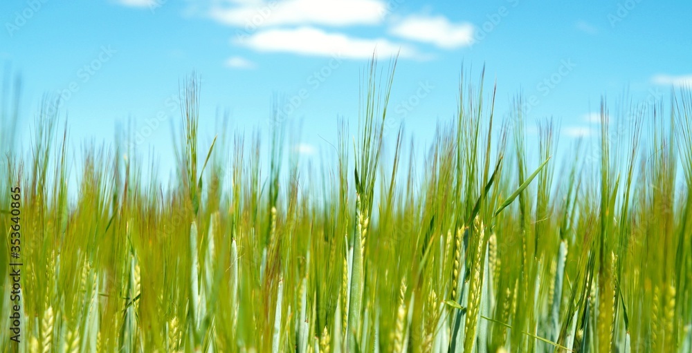 Wheat field. farmland landscape in the springtime. green field Wheat field. farmland landscape in the springtime. green field
