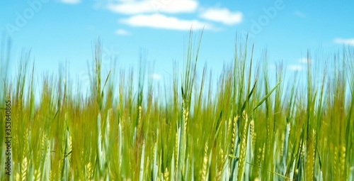 Wheat field. farmland landscape in the springtime. green field