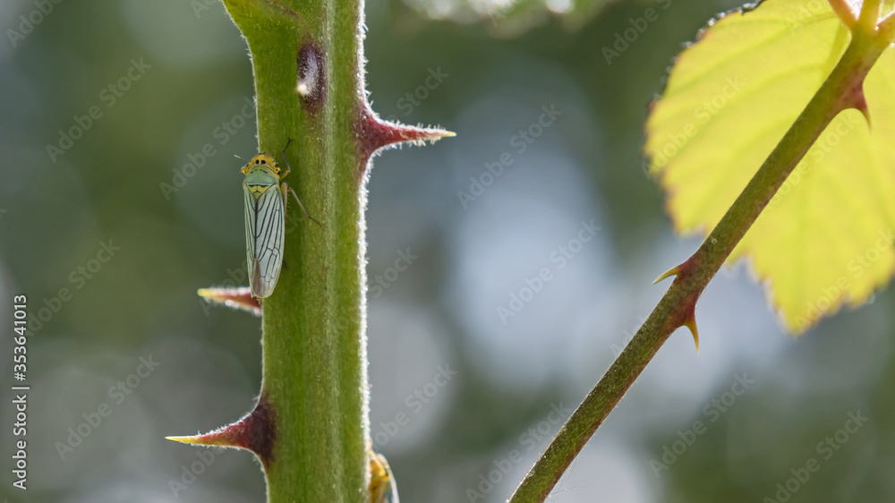 macro close up of leafhopper Cicadella Viridis in the family Cicadellidae on thorny branch macro close up of leafhopper Cicadella Viridis in the family Cicadellidae on thorny branch
