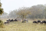 A herd of buffalo and a zebra on a plain in Sarakawa Park.