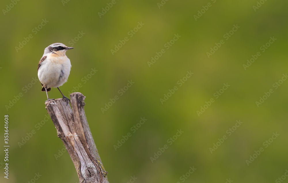 Whinchat, Saxicola rubetra. The male bird sits on a stump.