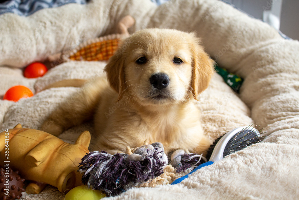 A cute golden retrieve puppy surrounded by toys