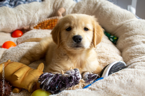 A cute golden retrieve puppy surrounded by toys