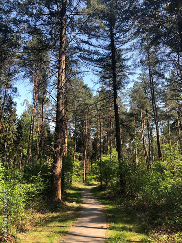 Path through the forest around Ommen photo