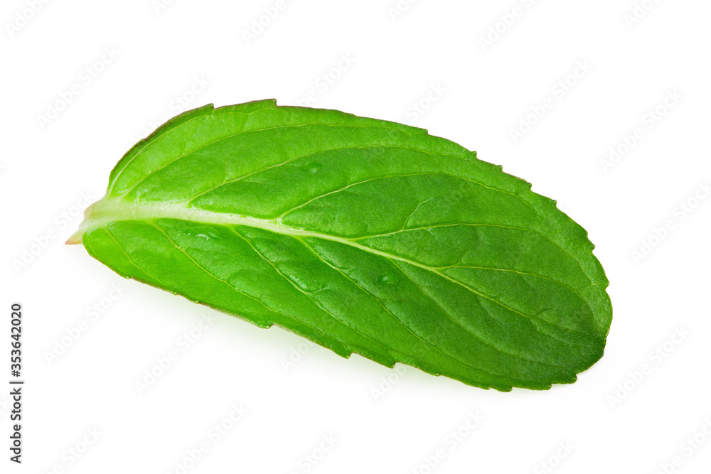 Obraz premium Fresh mint leaves isolated on white background