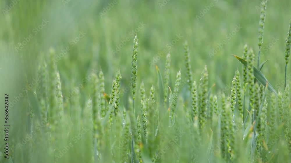 Vernal rain on green wheat field. Close up of young green wheat germ. Raindrop. Heavy rain over the field. Vernal rain on green wheat field. Close up of young green wheat germ. Raindrop. Heavy rain over the field.