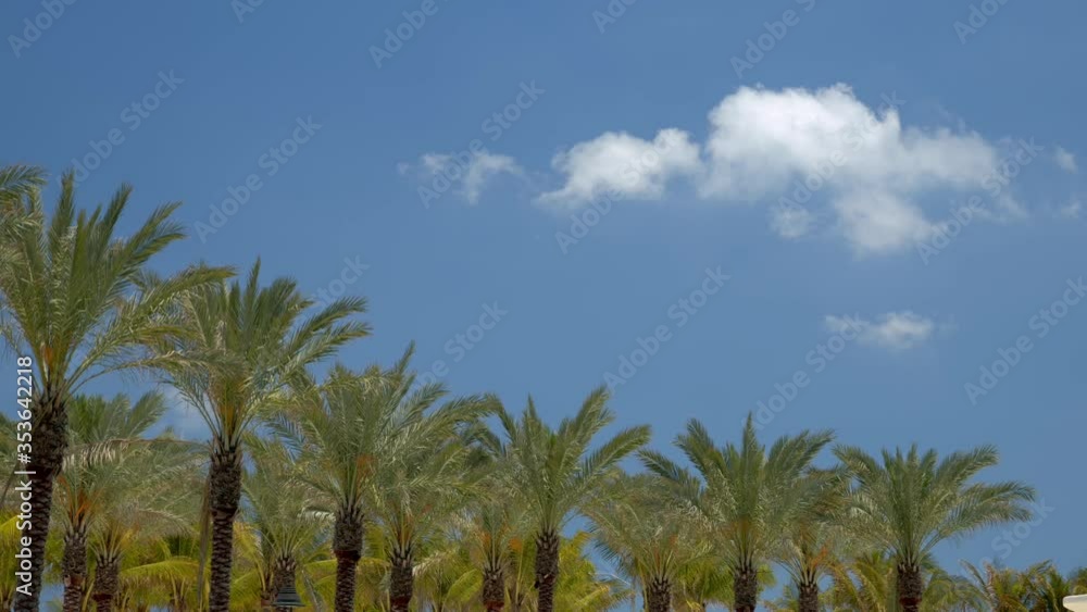 6k video palm trees on a blue sky 6k video palm trees on a blue sky