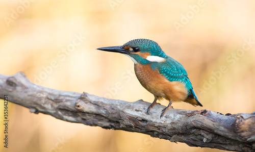 Common kingfisher, Alcedo atthis. The bird sitting on a branch above the water while waiting for fish © Юрій Балагула