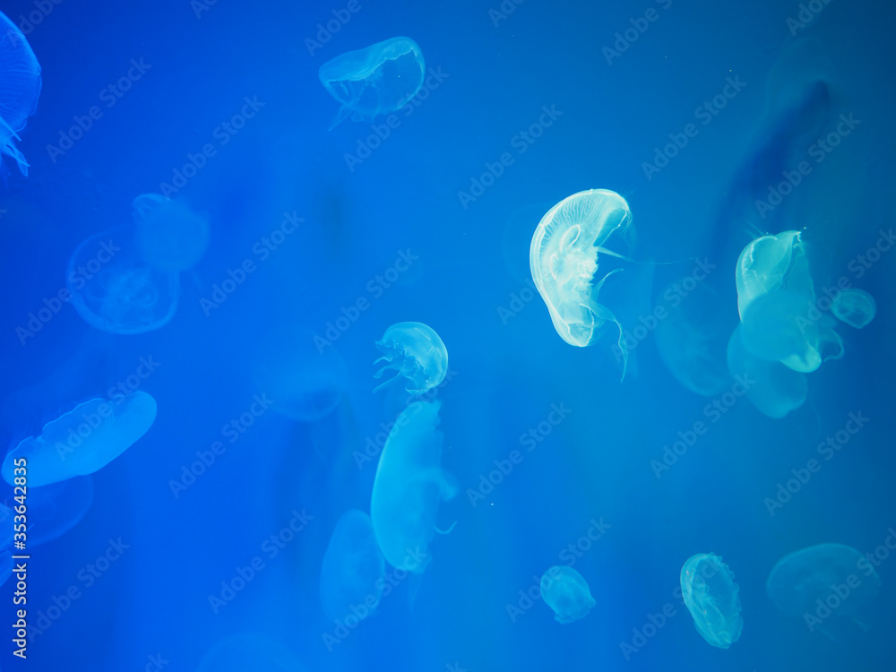 jellyfish on blue background jellyfish on blue background