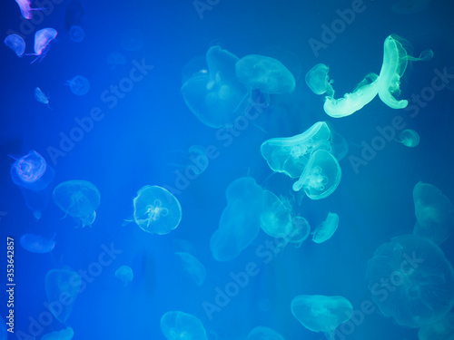 jellyfish on blue background