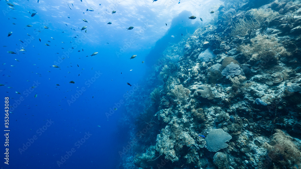 Seascape of drop off in coral reef of Caribbean Sea / Curacao with fish, coral and sponge