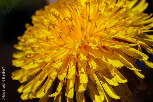 macro close up of yellow dandelion flower