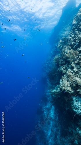 Seascape of drop off in coral reef of Caribbean Sea / Curacao with fish, coral and sponge