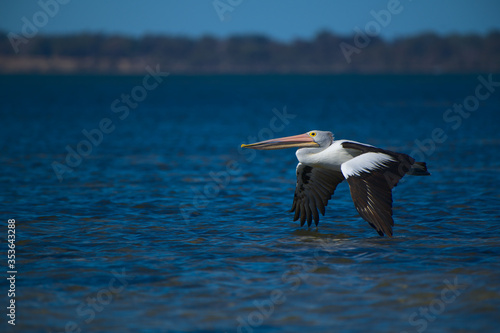 A pelican flying across the Harvey Estuary, Mandurah, Western Australia - landscape