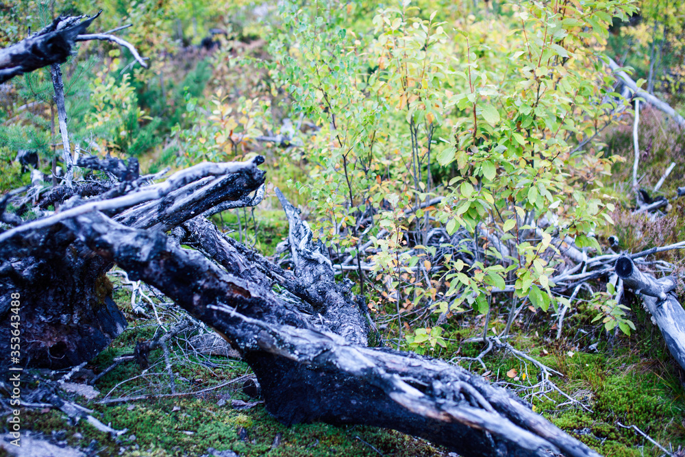 wild autumn forrest, roots of trees in mess background, dark world wild autumn forrest, roots of trees in mess background, dark world
