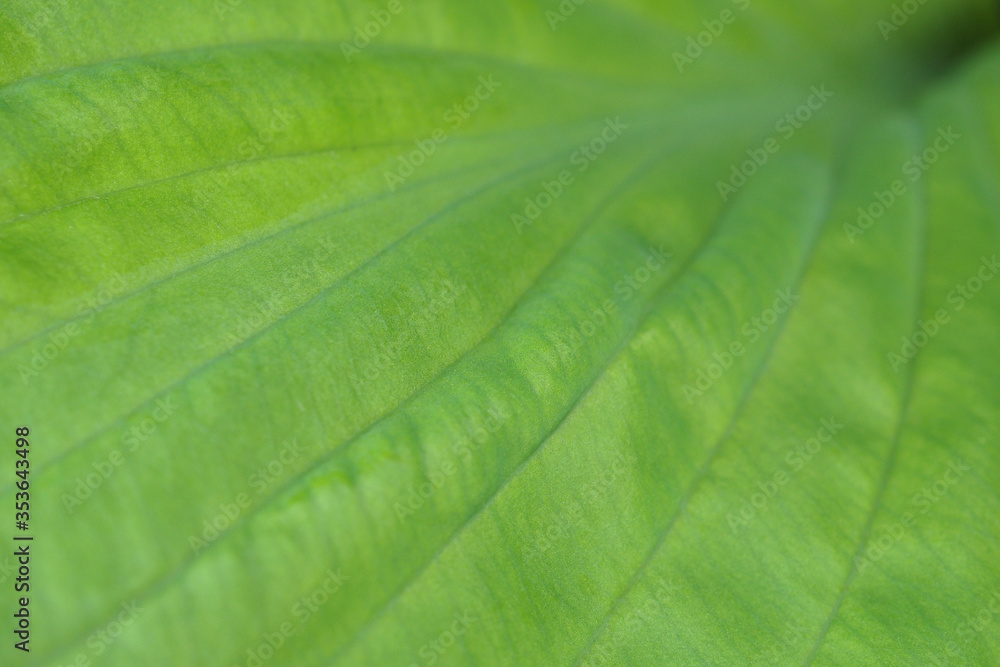 Wide leaf of a plant close-up. Top view from above. Natural floral green background or wallpaper Wide leaf of a plant close-up. Top view from above. Natural floral green background or wallpaper