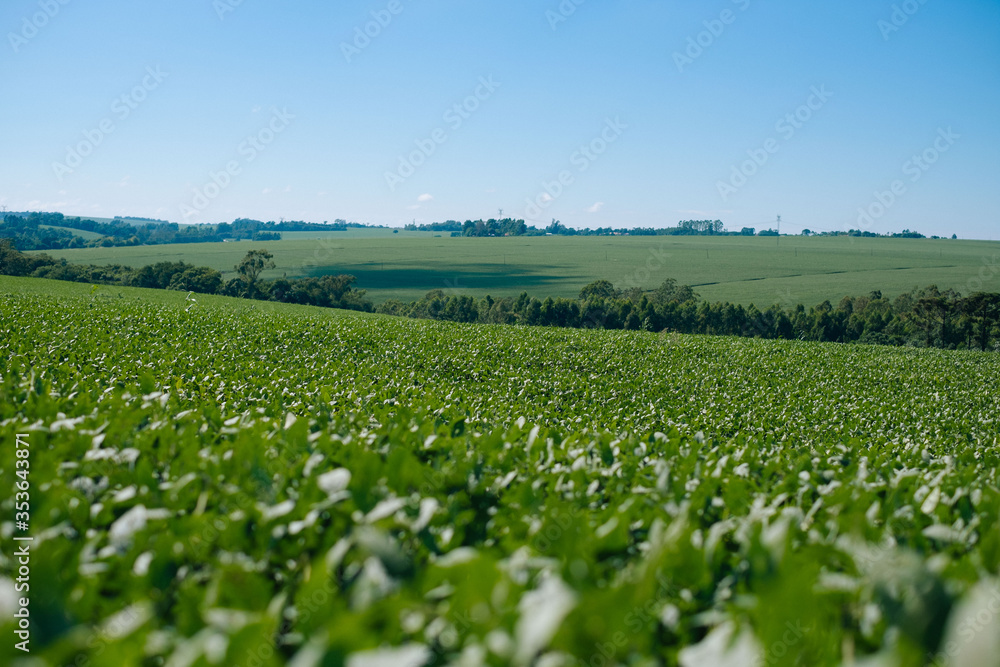 Green Soy, Soja Verde, Folha de Soja, Soja Green Soy, Soja Verde, Folha de Soja, Soja