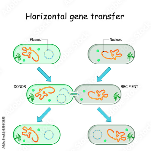 Horizontal gene transfer for bacteria.