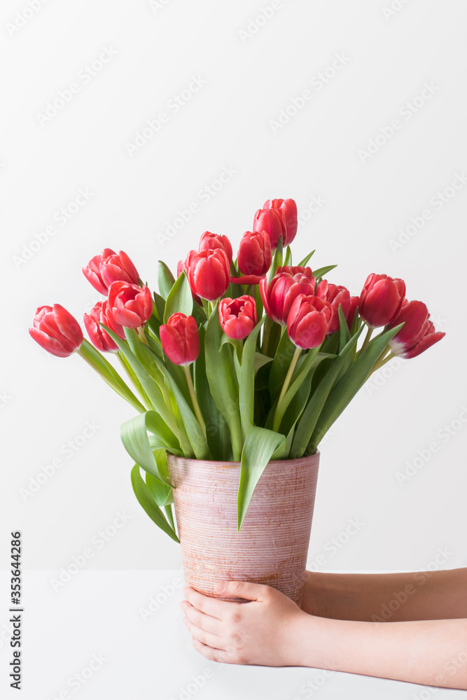 A large bouquet of red tulips in a ceramic vase and in the Caucasian teenager hands against a light wall and white table. Card with copy space.