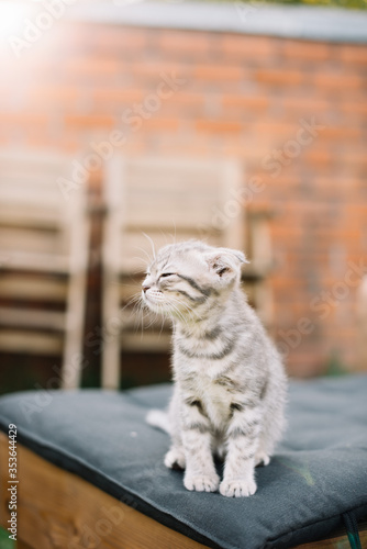 Fototapeta Naklejka Na Ścianę i Meble -  Adorable little furry scottish fold kitten sitting outdoors on the wooden chaise-longue