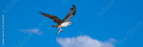 An osprey with a fish - panorama