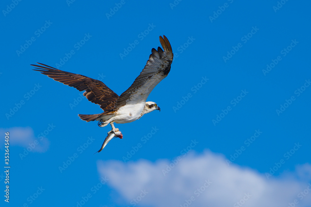 Obraz premium An osprey with a fish - landscape
