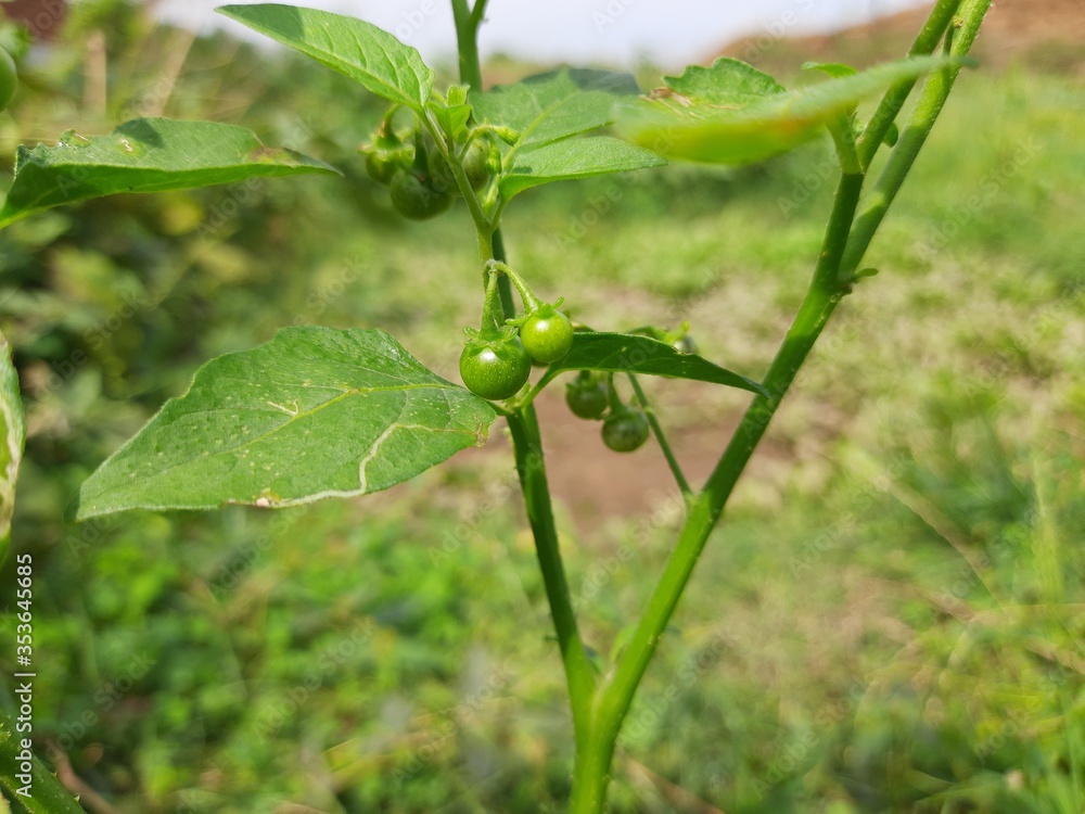 Solanum nigrum (black nightshade, duscle, garden nightshade, garden