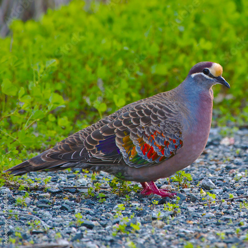 A bronzewing pigeon - square photo