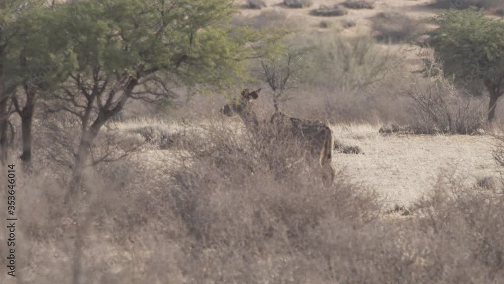Antilope im ausgetrockneten afrikanischen Busch Namibias Antilope im ausgetrockneten afrikanischen Busch Namibias