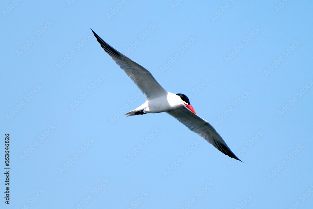 Fototapeta premium Caspian Tern flying over lake fishing for food for chicks