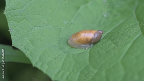 Succinea putris or Amber Snail on green leaf. photo