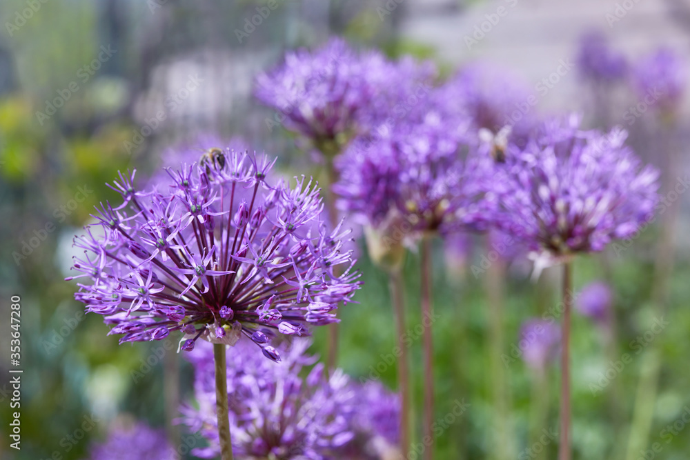 Giant Onion (Allium Giganteum) flowers. Beautiful picture with Alliums