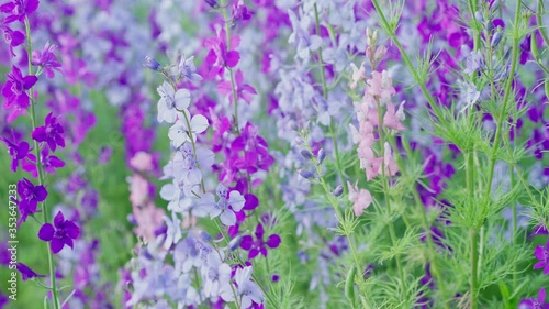 Colorful flowers sway from the wind