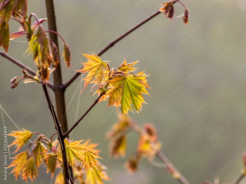 maple leaves in the morning light, close-up view maple leaves in the morning light, close-up view
