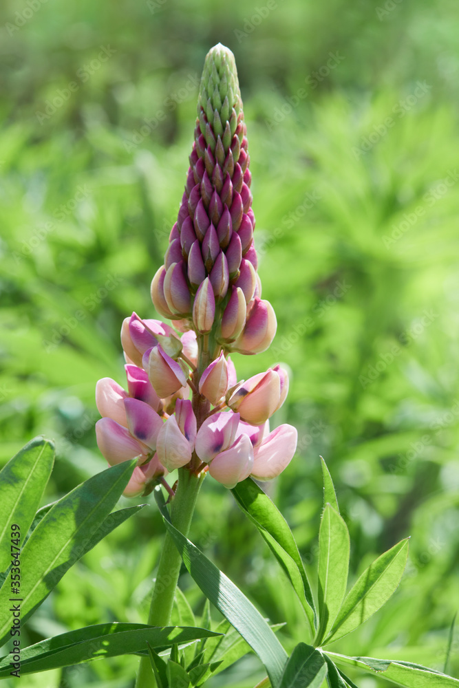 Lupinus arcticus growing outdoors in a sunny day. Blooming Lupine flowers - Lupinus polyphyllus Lupinus arcticus growing outdoors in a sunny day. Blooming Lupine flowers - Lupinus polyphyllus