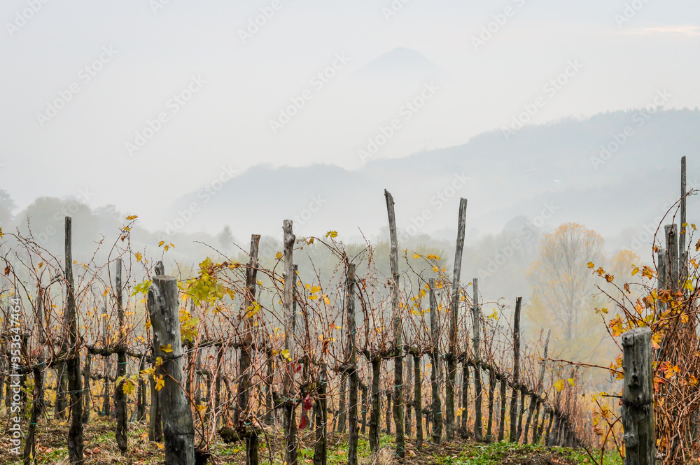 View of the Euganean Hills in autumn with fog and yellow vineyards - near Este, Padua - Veneto Italy View of the Euganean Hills in autumn with fog and yellow vineyards - near Este, Padua - Veneto Italy