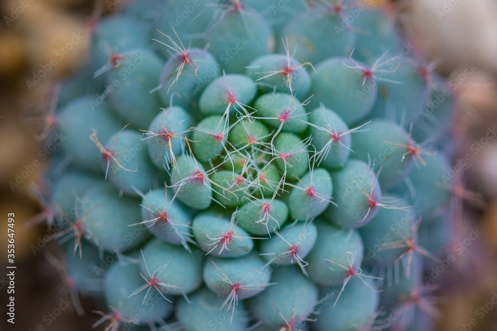 Rosetted succulent echeveria floral background Rosetted succulent echeveria floral background