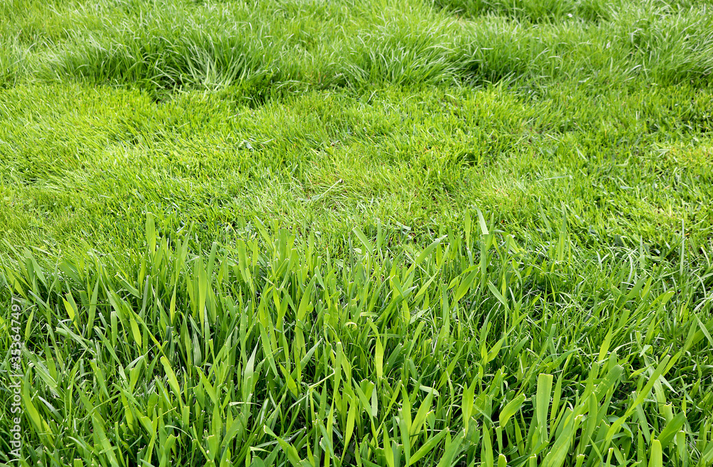 Fototapeta premium Green lawn. Neat work. work mows green grass.