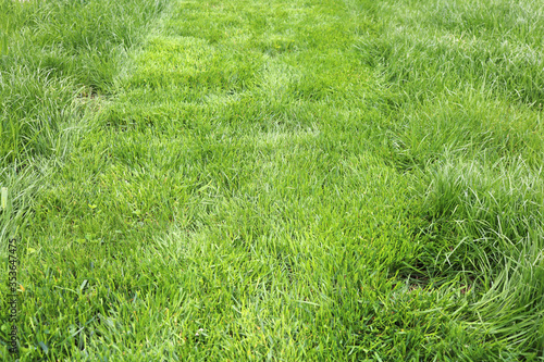  Green lawn. Neat work. work mows green grass.
