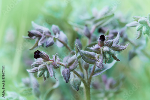 Wild-growing herb of Siberia of Noney dark-brown (Nonea rossica Medicus, Brown Nonea). The blossoming plant is used in herbal medicine photo