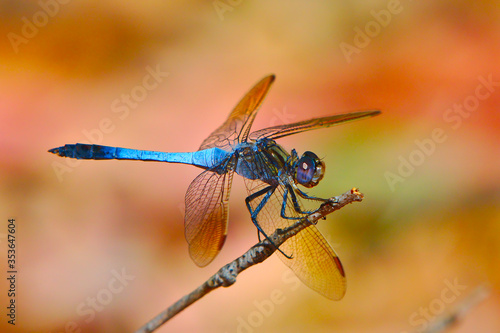 Blue dragonfly - landscape