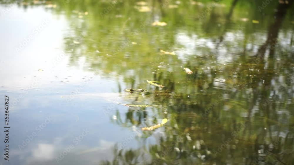 frog toad jumps into the water in a swamp frog toad jumps into the water in a swamp