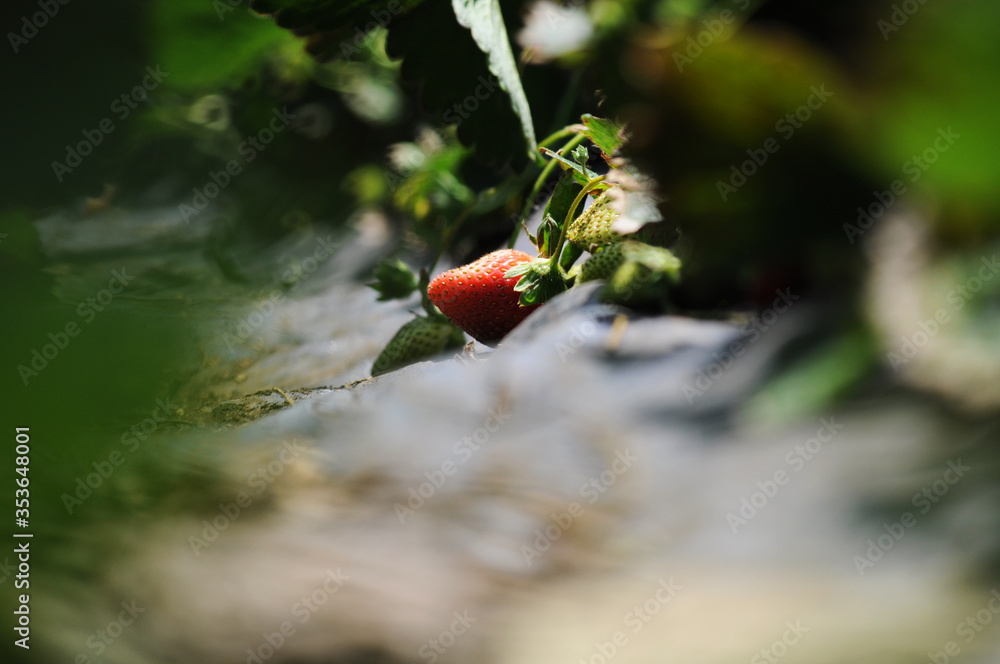 Obraz premium Bela plantação de morangos frescos e orgânicos.