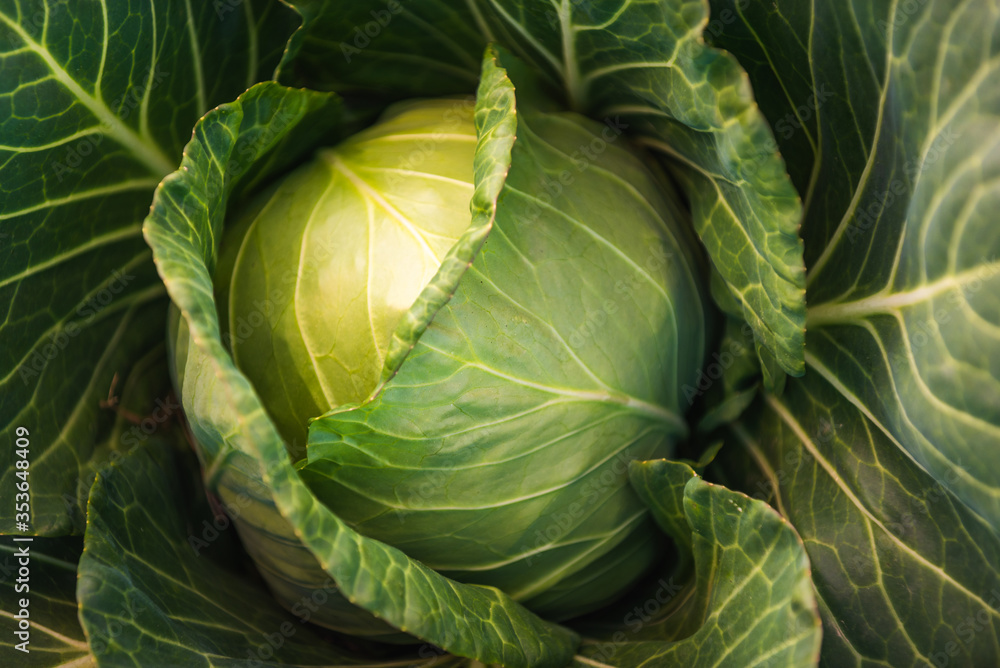 Fototapeta premium Green cabbage head closeup in nature on field.