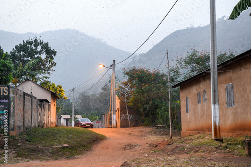 Bats flying in the sky of Kpalimé after sunset.