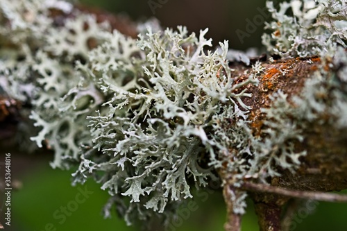 Lichen growing on a branch