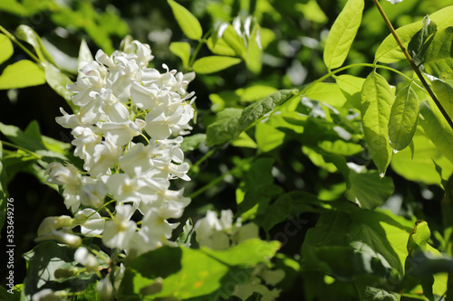 White flowers of Wisteria floribunda f. alba Also called White Japanese Wisteria