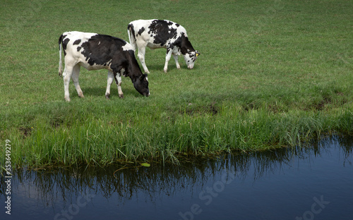 Cows grazing at meadow. Hamingen. Netherlands. Near canal. Yearling. Filly. Bullock.