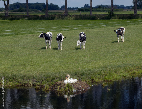 Swan at nest. Swan breeding. Brooding. Cows grazing in meadow. Hamingen Netherlands