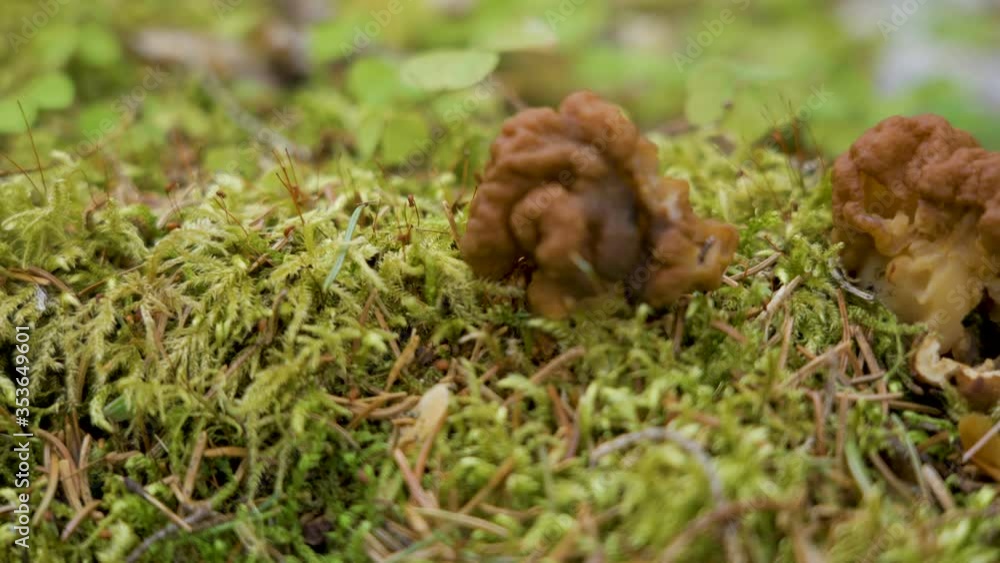 A closer look of the Gyromitra esculenta fungus A closer look of the Gyromitra esculenta fungus